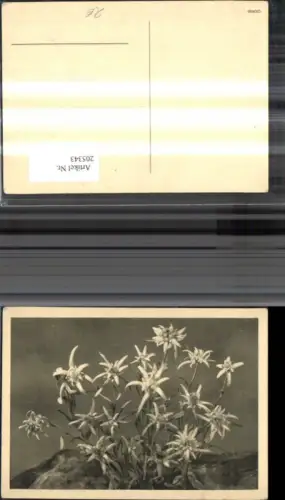 205343,Vegetation Blumen Edelweiß