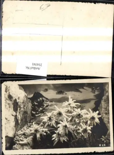 216541,Foto Ak Edelweiß Blume v. Bergkulisse