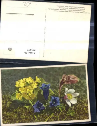 263907,Blumen Alpenflora Felsenaurikel Stengelloser Enzian Pelzanemone