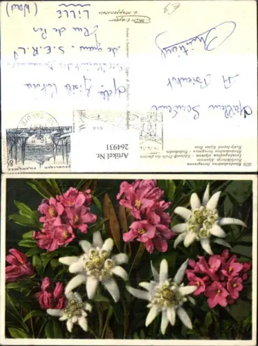 264931,Blumen Rostblättrige Alpenrose Edelweiß
