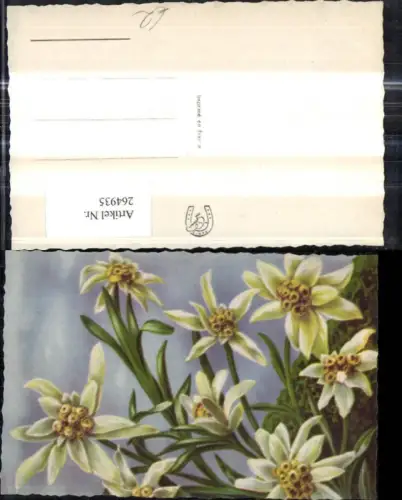 264935,Künstler Ak Blumen Edelweiß Alpenflora