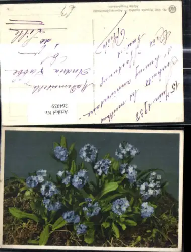 264939,Blumen Alpenvergissmeinnicht Alpenflora