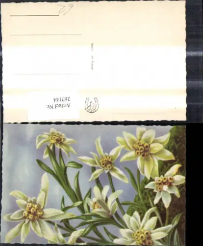 267144,Blumen Edelweiß Alpenflora