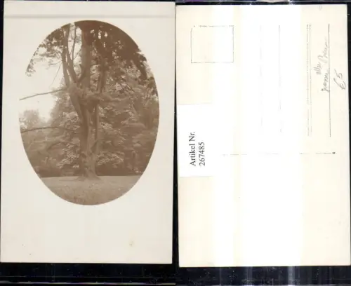 267485,Foto Ak Baum Grosser Alter Baum Passepartout