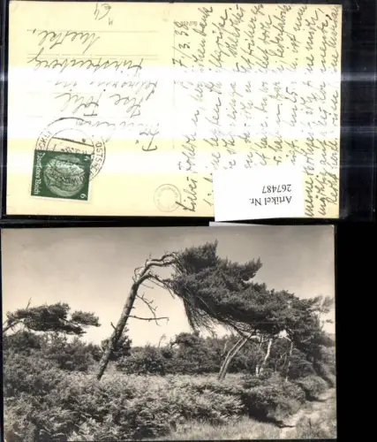 267487,Foto Ak Baum Landschaft