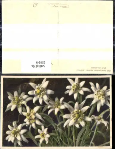 289248,Blumen Edelweiß Alpenflora