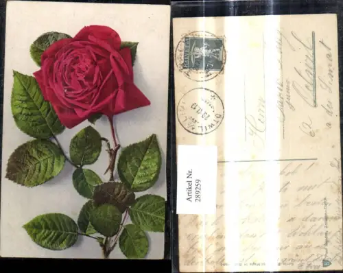 289259,Blumen Rote Rosen Blüte