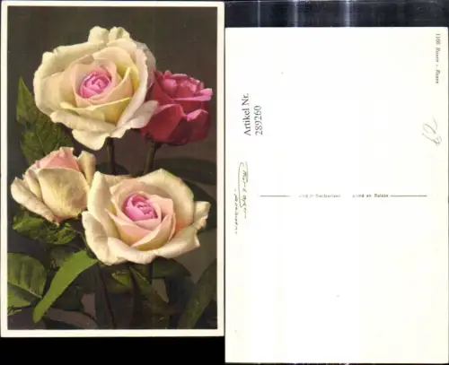 289260,Blumen Gelbe u. Rosa Rosen