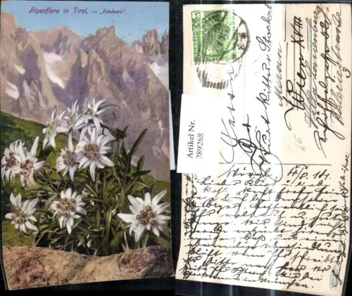 289268,Blumen Alpenflora i. Tirol Edelweiß