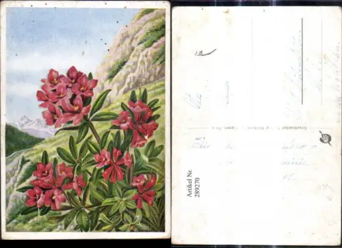 289270,Künstler Ak Alpenrose Alpenflora Blumen