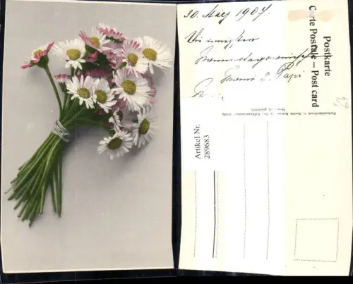 289683,Blumen Gänseblümchen Strauß pub Rommel Co 537