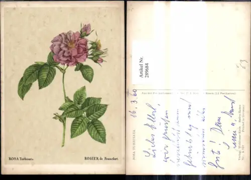 289684,Künstler Ak Rosa Turbinata Rosier de Francefort Blumen pub Woldemar Klein K 707