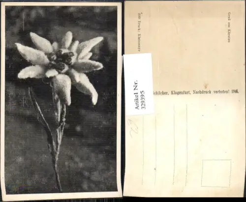 329395,Blumen Edelweiß Alpenflora pub F. Schilcher