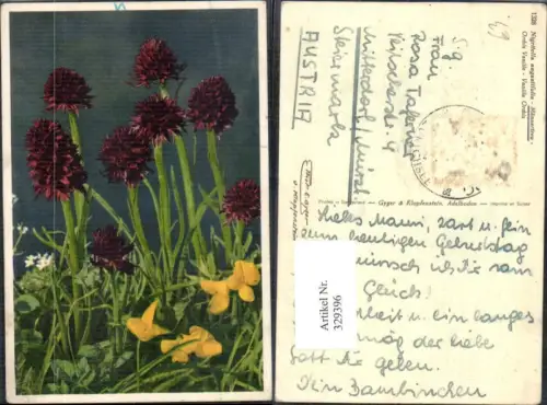 329396,Blumen Männertreu Vanilla Orchis
