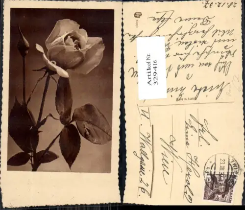 329416,Foto Ak Blumen Rose Blüte Knospe Passepartout