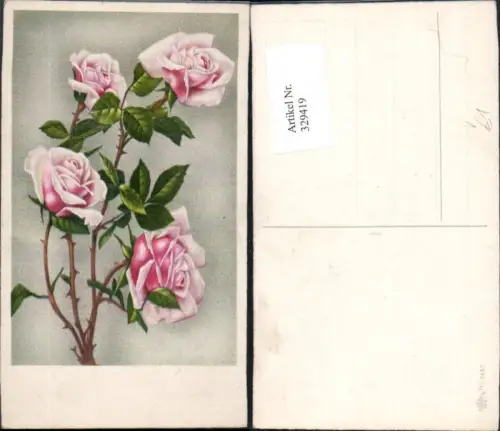 329419,Blumen Rosa Rosen Blüten Passepartout pub Erika 3457