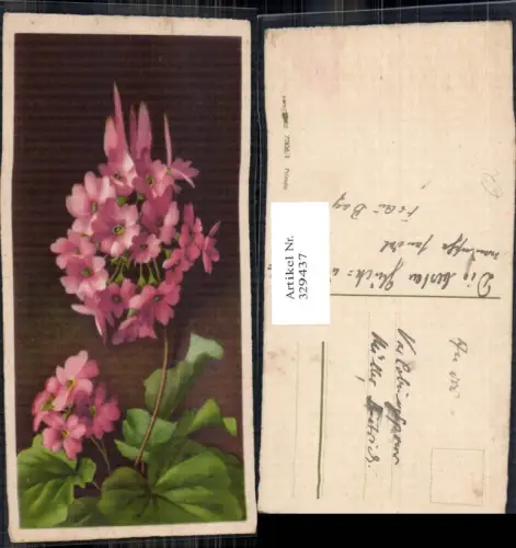 329437,Blumen Primula Primeln rosa