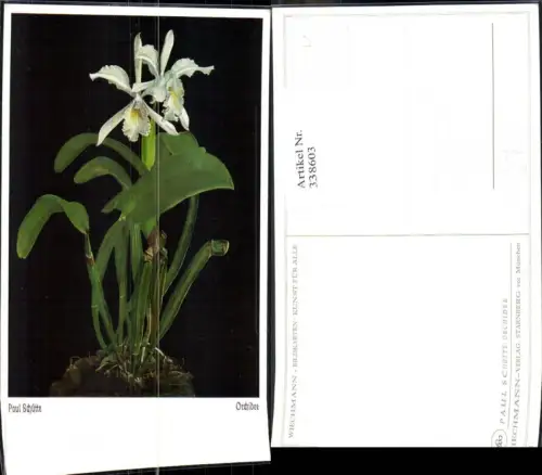 338603,Künstler Ak Paul Schütte Orchidee Blumen