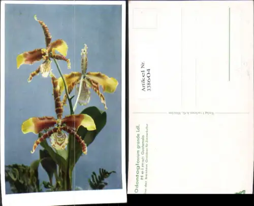 338604,Blumen Orchidee Odontoglossum grande Ldl.