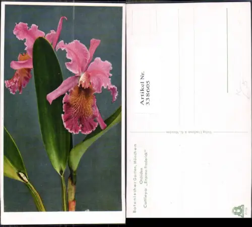 338605,Blumen Orchidee Cattleya Empress Frederick Botanischer Garten München