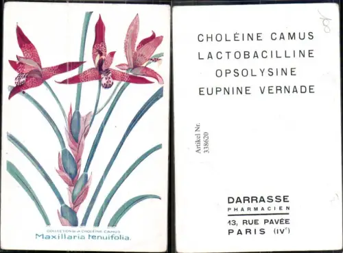 338620,Künstler Ak Blumen Maxillaria tenuifolia