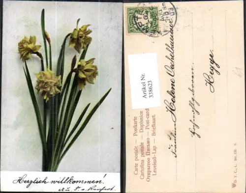 338623,Blumen Narzissen