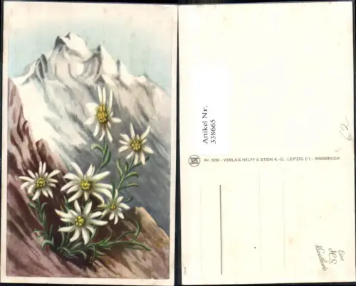 338665,Künstler Ak Blumen Edelweiß Alpenflora Bergkulisse