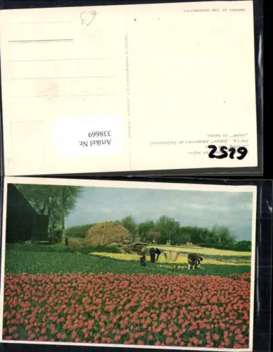 338669,Blumen Frauen b. Köpfen Schneiden v. Tulpen Feld Niederlande