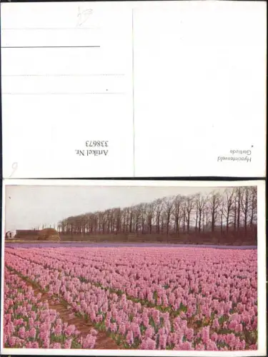 338673,Blumen Hyazinthen Feld Hyacintenveld Gertrude