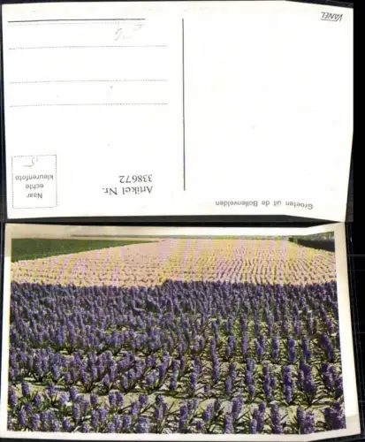 338672,Blumen Hyazinthen Feld Groeten uit de Bollenvelden
