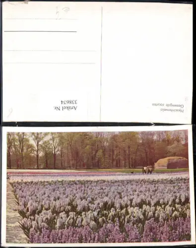 338674,Blumen Hyazinthen Feld Hyacintenveld Gemengde soorten