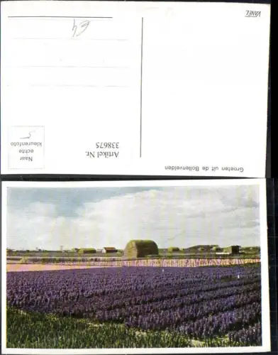 338675,Blumen Hyazinthen Feld Groeten uit de Bollenvelden