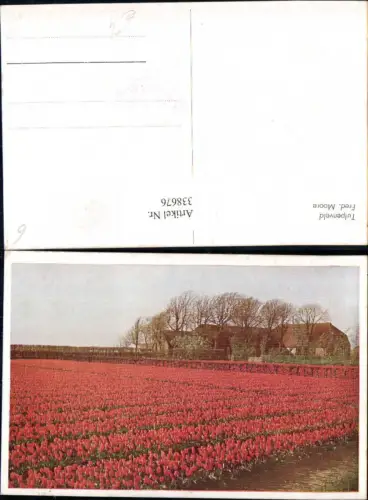 338676,Blumen Tulpenveld Tulpenfeld Tulpen Fred. Moore