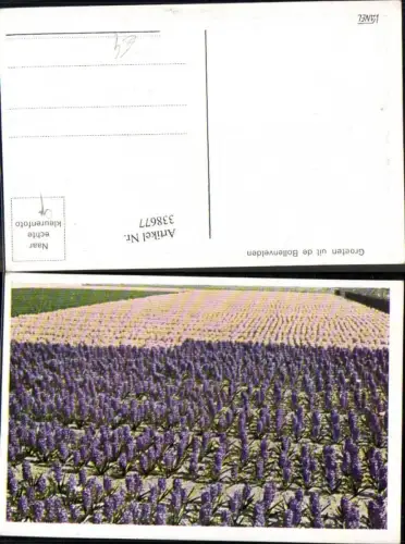338677,Blumen Hyazinthen Feld Groeten uit de Bollenvelden