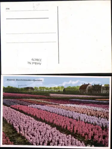 338679,Blumen Bloeiende Bloembollenvelden Hyacinten Hyazinthen Feld
