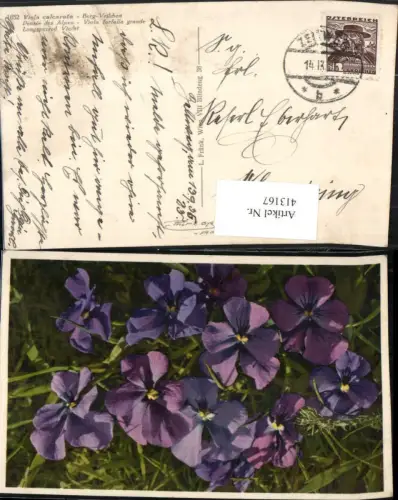 413167,Viola calcarata Berg-Veilchen Blumen