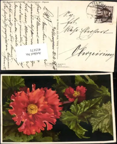 413171,Begonia tuberhybrida Knollenbegonie Blume