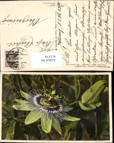 413174,Passiflora coerulea Passionsblume Blume
