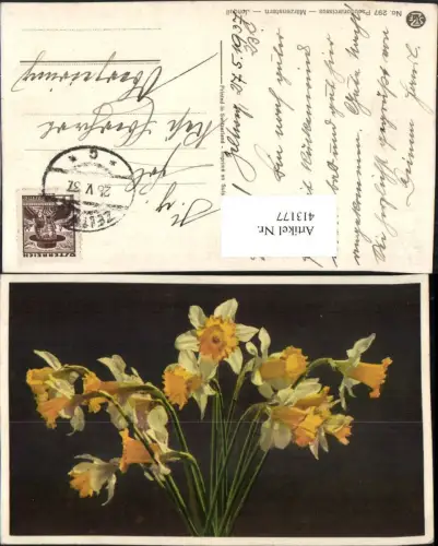 413177,Pseudonarcissus Märzenstern Narzissen Blumen
