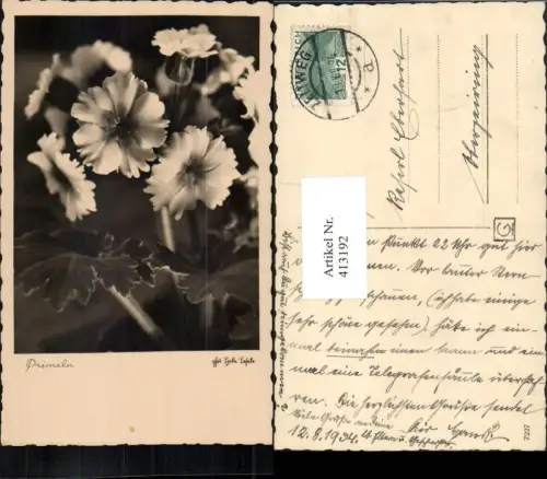 413192,Primeln Blumen