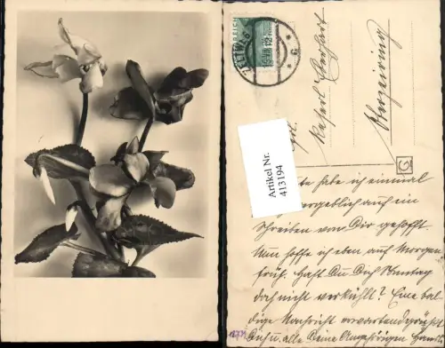 413194,Blumen Veilchenart