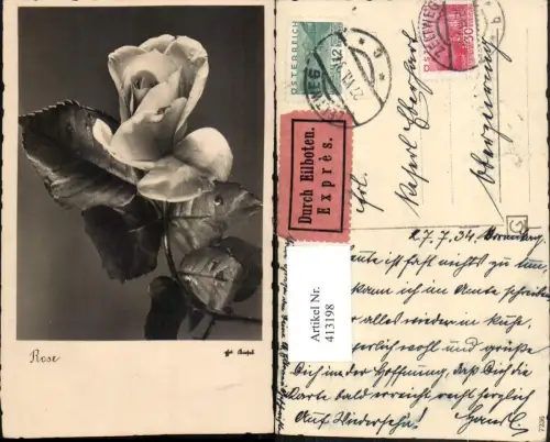 413198,Rose Blume