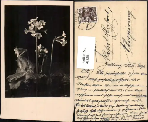 413201,Primel Schlüsselblume Blumen