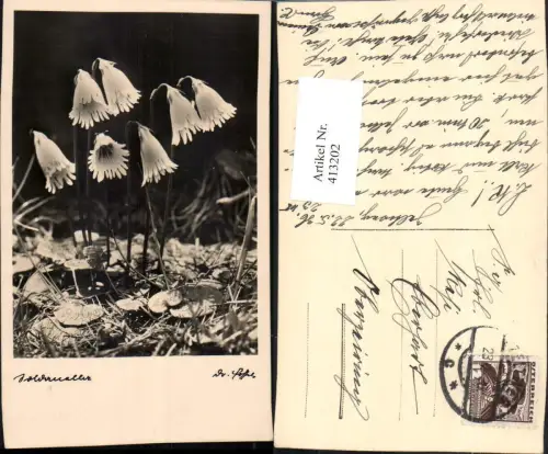 413202,Blumen Glockenartige Blume
