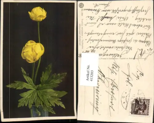 413203,Trollius europaeus Trollblume Gelbe Blume