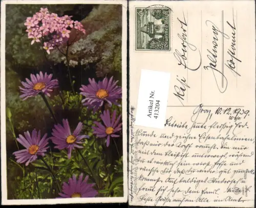 413204,Aster alpinus Alpenaster Violette Blumen
