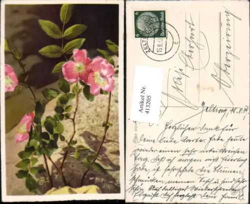413205,Rosa alpina Alpen Heckenrose Blumen