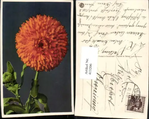 413206,Aster Orange Blume