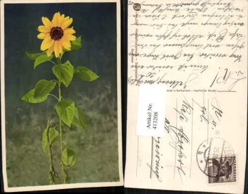 413208,Helianthus annuus Sonnenblume Blume