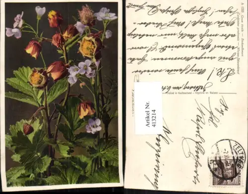 413214,Geum rivale Bachnelkwurz Blumen